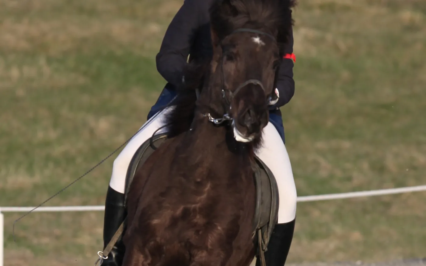 Dunkles Islandpferd mit Reiterin im Tölt auf einem Reitplatz